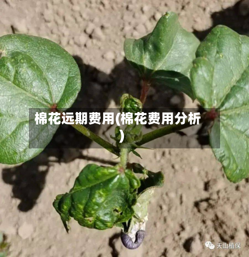 棉花远期费用(棉花费用分析)-第1张图片