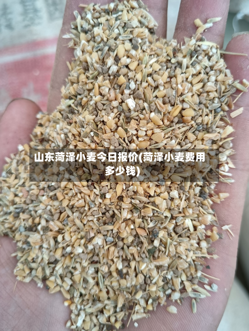 山东菏泽小麦今日报价(菏泽小麦费用多少钱)-第1张图片