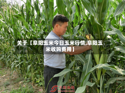 关于【阜阳玉米今日玉米行情,阜阳玉米收购费用】-第1张图片