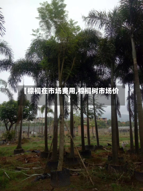 【棕榈在市场费用,棕榈树市场价】