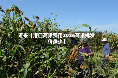 近来【港口高粱费用2026高粱批发价多少】