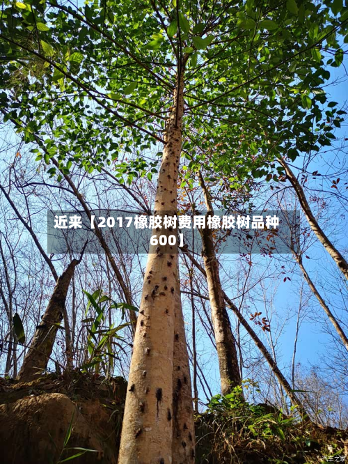 近来【2017橡胶树费用橡胶树品种600】