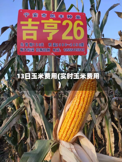 13日玉米费用(实时玉米费用)