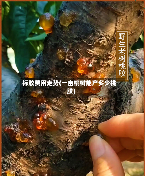 标胶费用走势(一亩桃树能产多少桃胶)