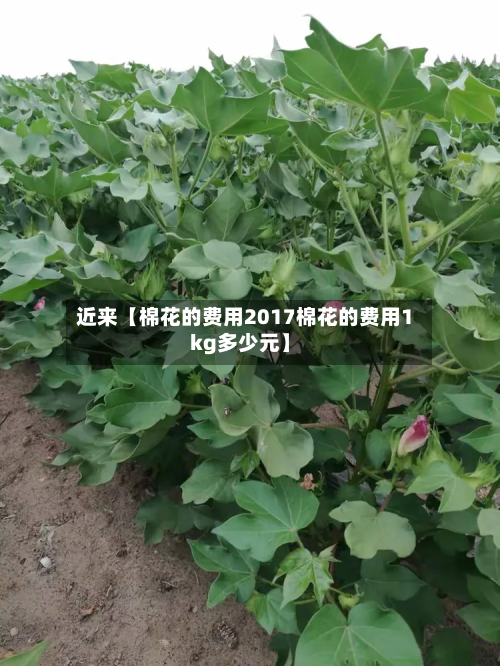 近来【棉花的费用2017棉花的费用1kg多少元】