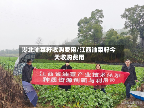 湖北油菜籽收购费用/江西油菜籽今天收购费用