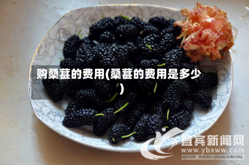 购桑葚的费用(桑葚的费用是多少)
