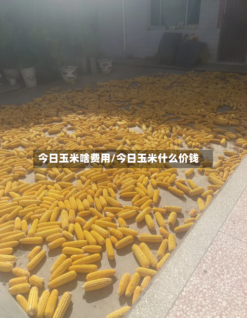 今日玉米啥费用/今日玉米什么价钱