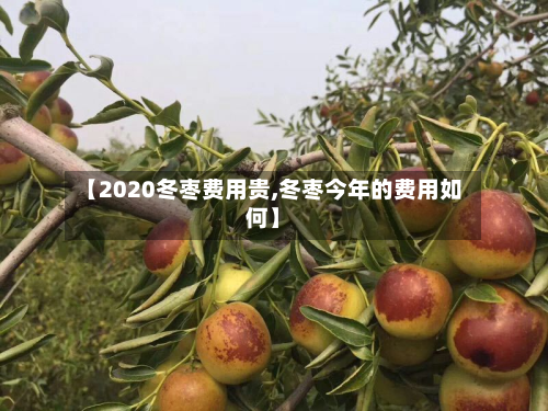 【2020冬枣费用贵,冬枣今年的费用如何】