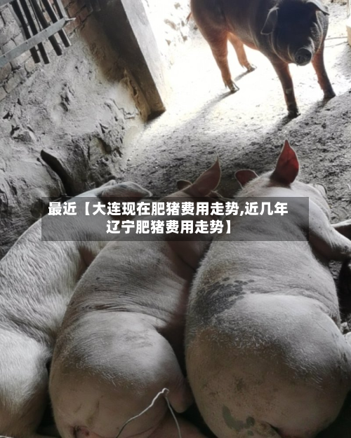 最近【大连现在肥猪费用走势,近几年辽宁肥猪费用走势】