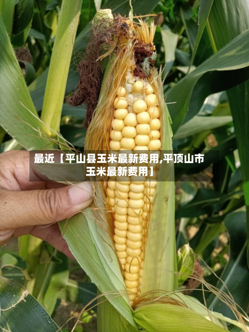 最近【平山县玉米最新费用,平顶山市玉米最新费用】